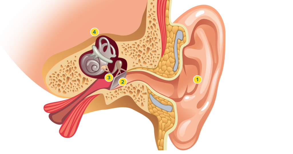 Beschriftete Illustration des menschlichen Ohrs mit nummerierten Teilen, die verschiedene Bereiche des Innenohrs darstellen.